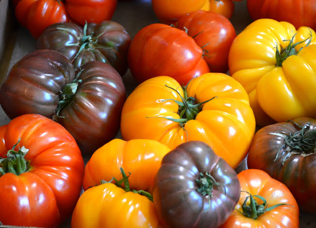 Panier tomates anciennes